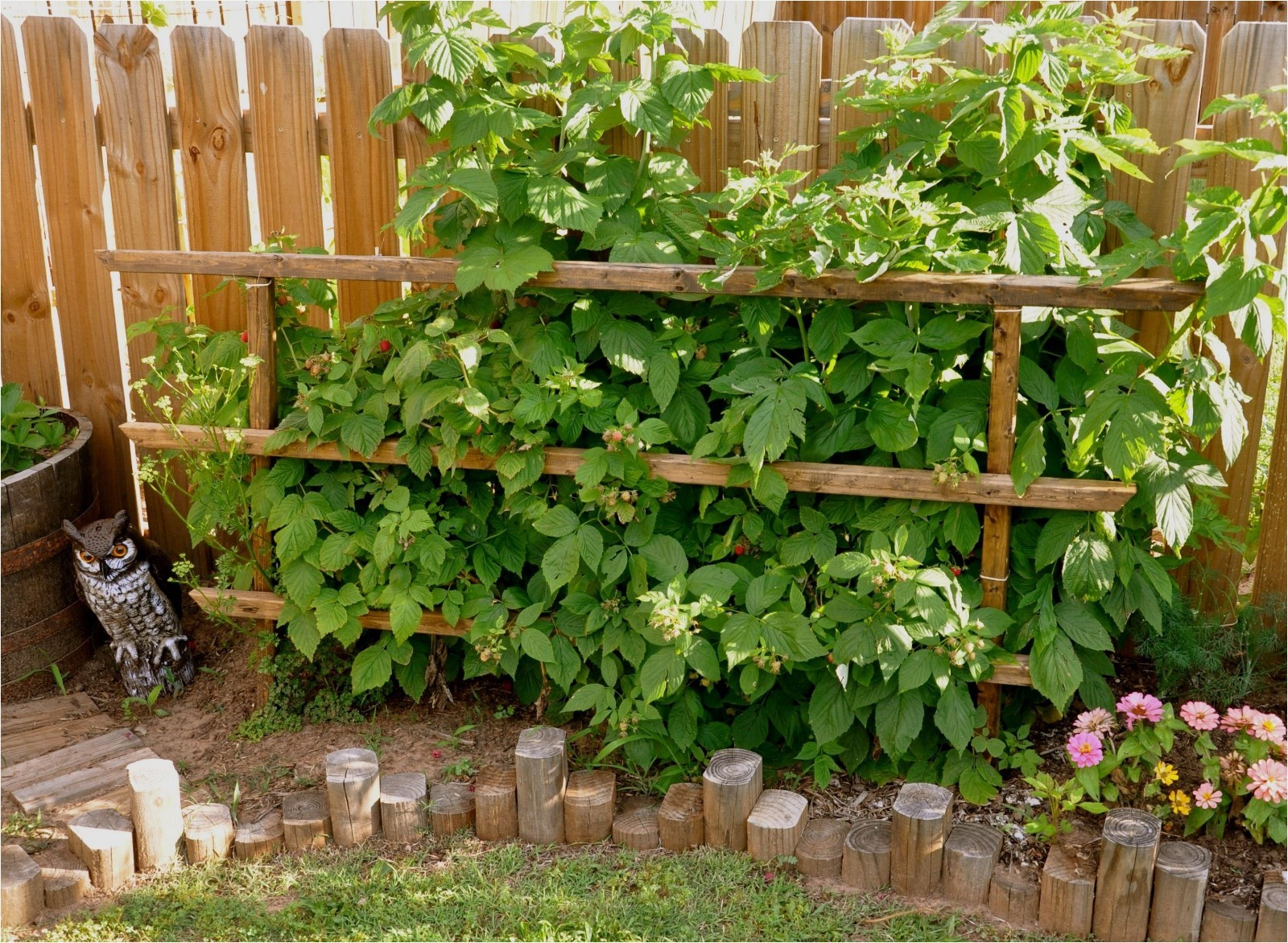 3 Raspberry Plants “Royalty Purple” (3 Lg 1 Year Old Plug Plants) Zones: 5-9