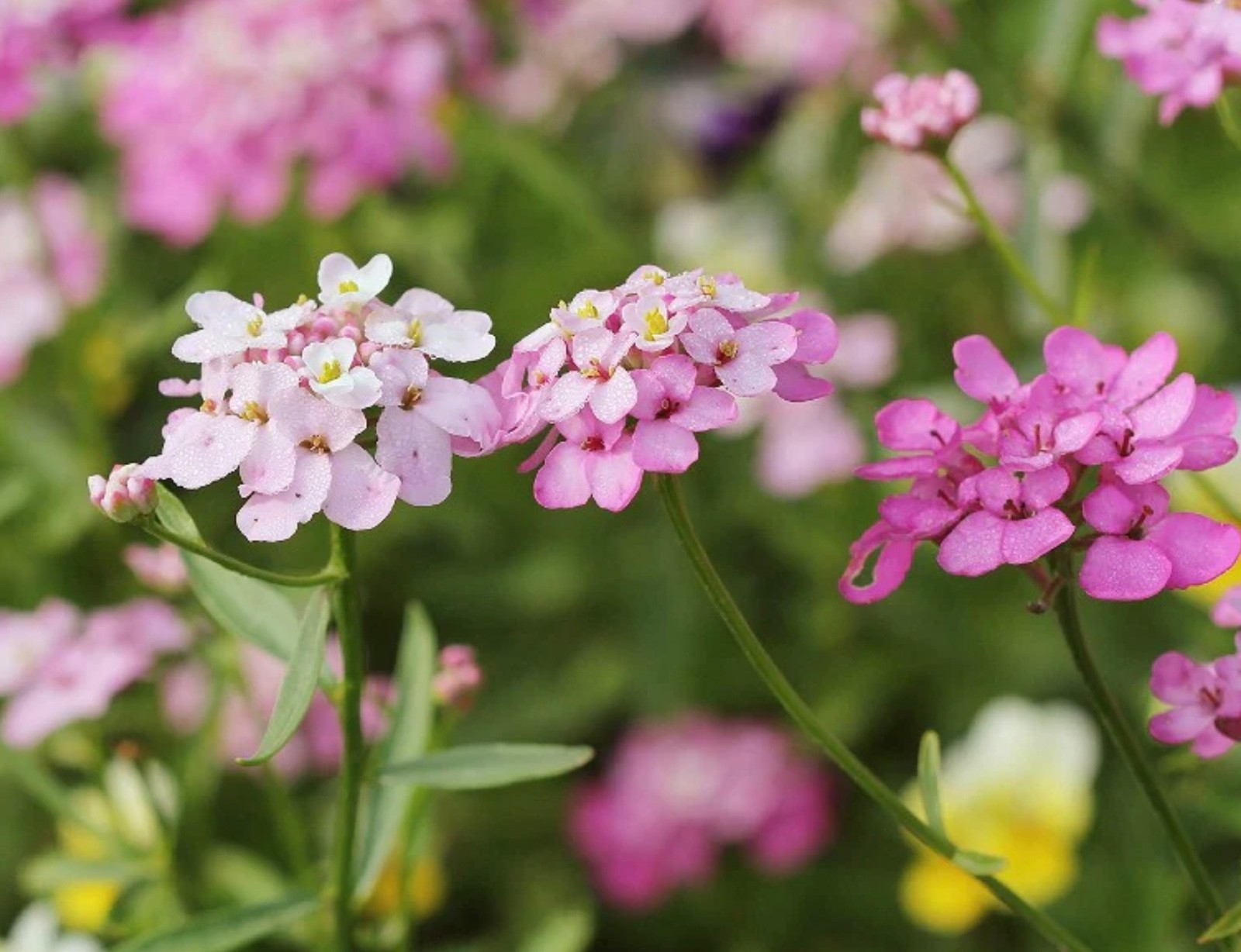 Fresh Candytuft Seeds Dwarf Mix – Annual Ground Cover & Border Flowers, Non-GMO