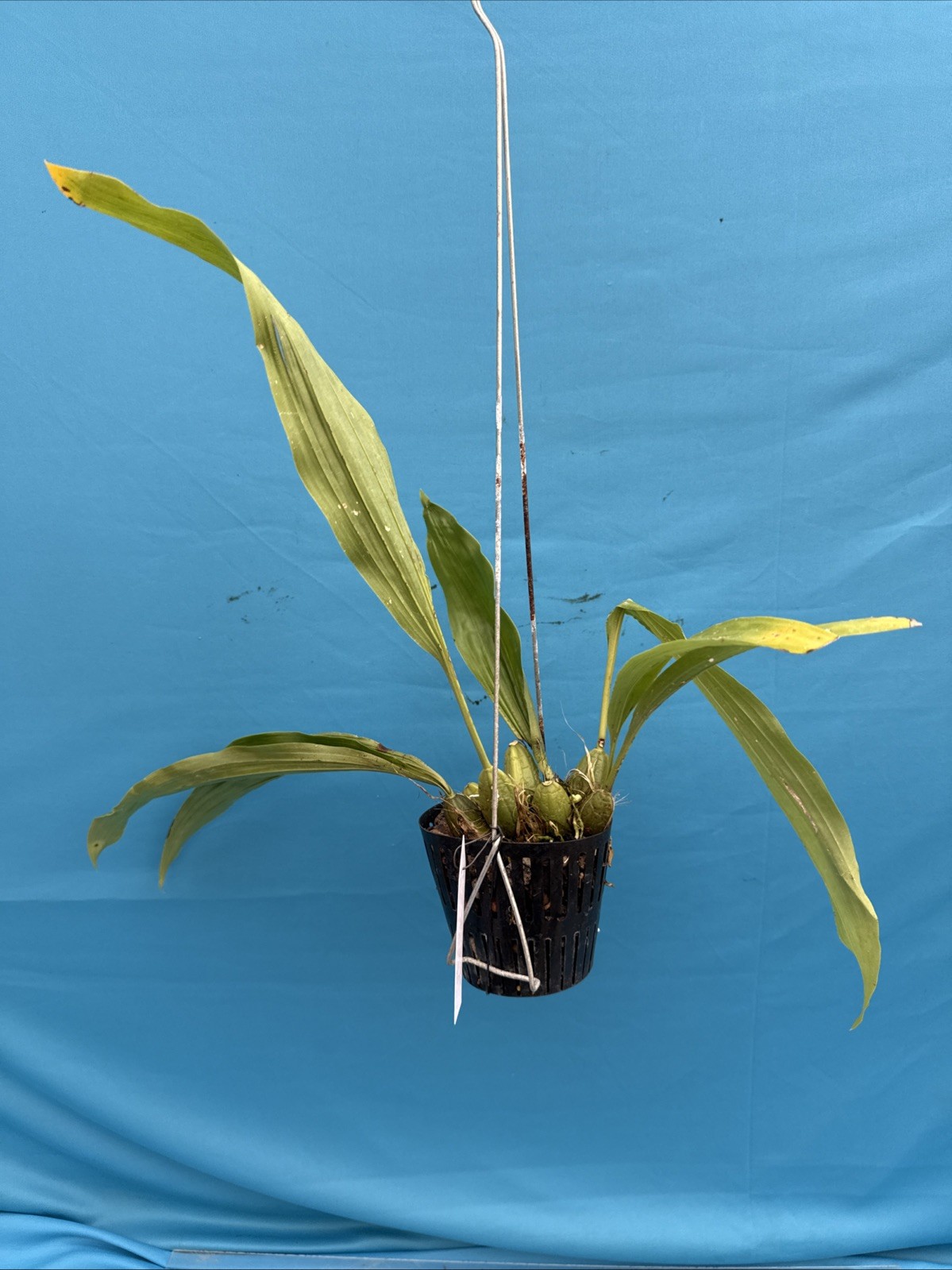 Paphinopea Ivan Portilla Pendulous Flowers Pink Red Yellow Orchid 4” Basket