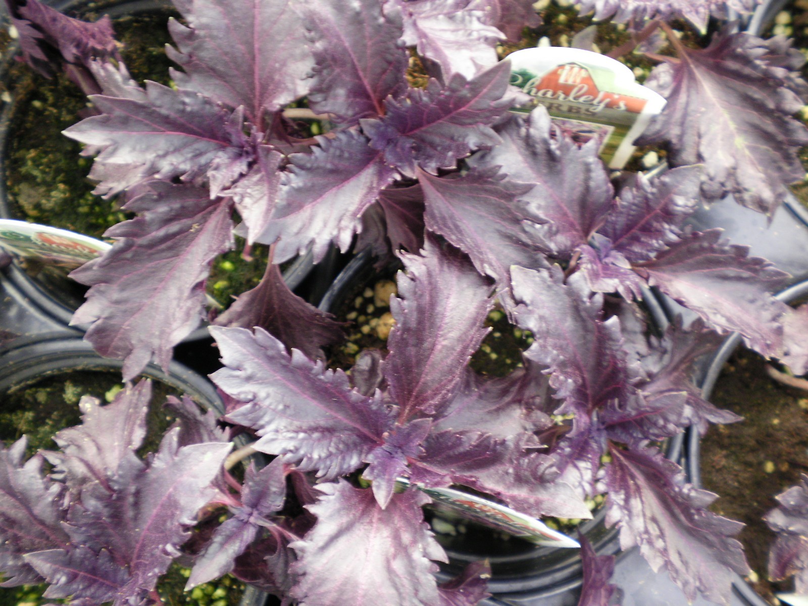 300+ seeds PURPLE DARK OPAL BASIL Ocimum basilicum ‘Dark Opal’