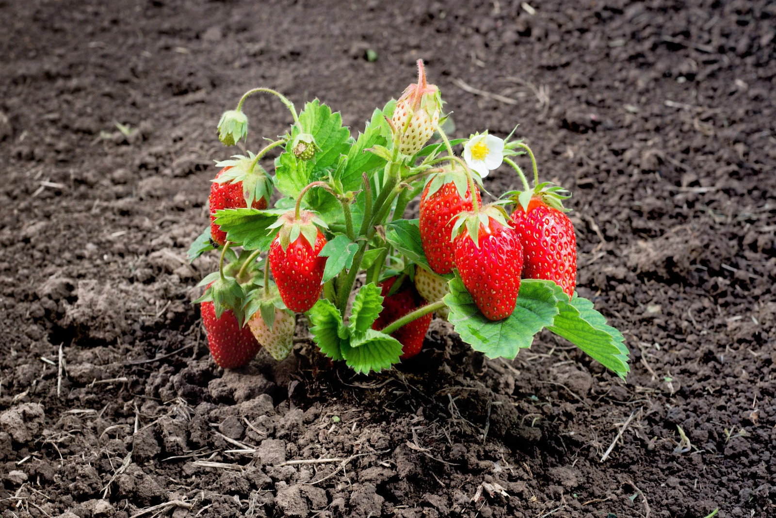 60 RUEGEN STRAWBERRY Everbearing Alpine Fragaria Vesca Red Berry Fruit Seeds