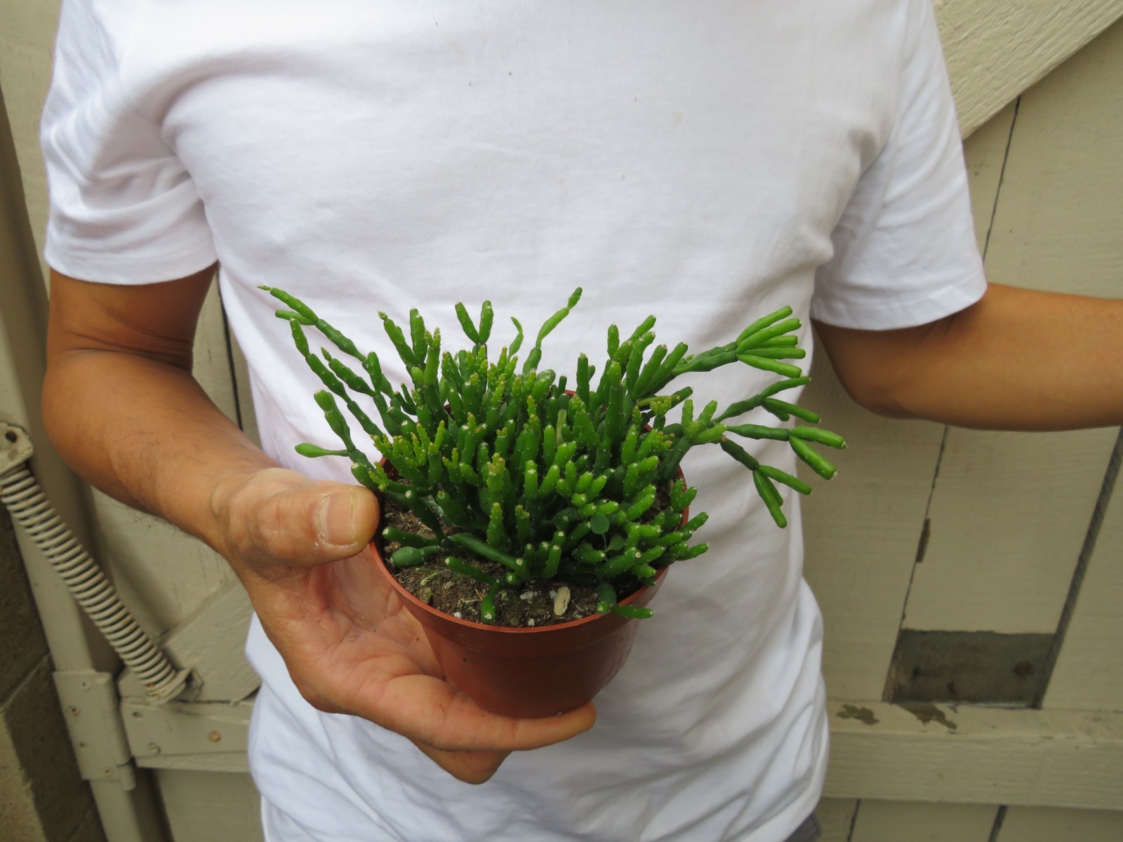 Rhipsalis hatiora Succulent -B