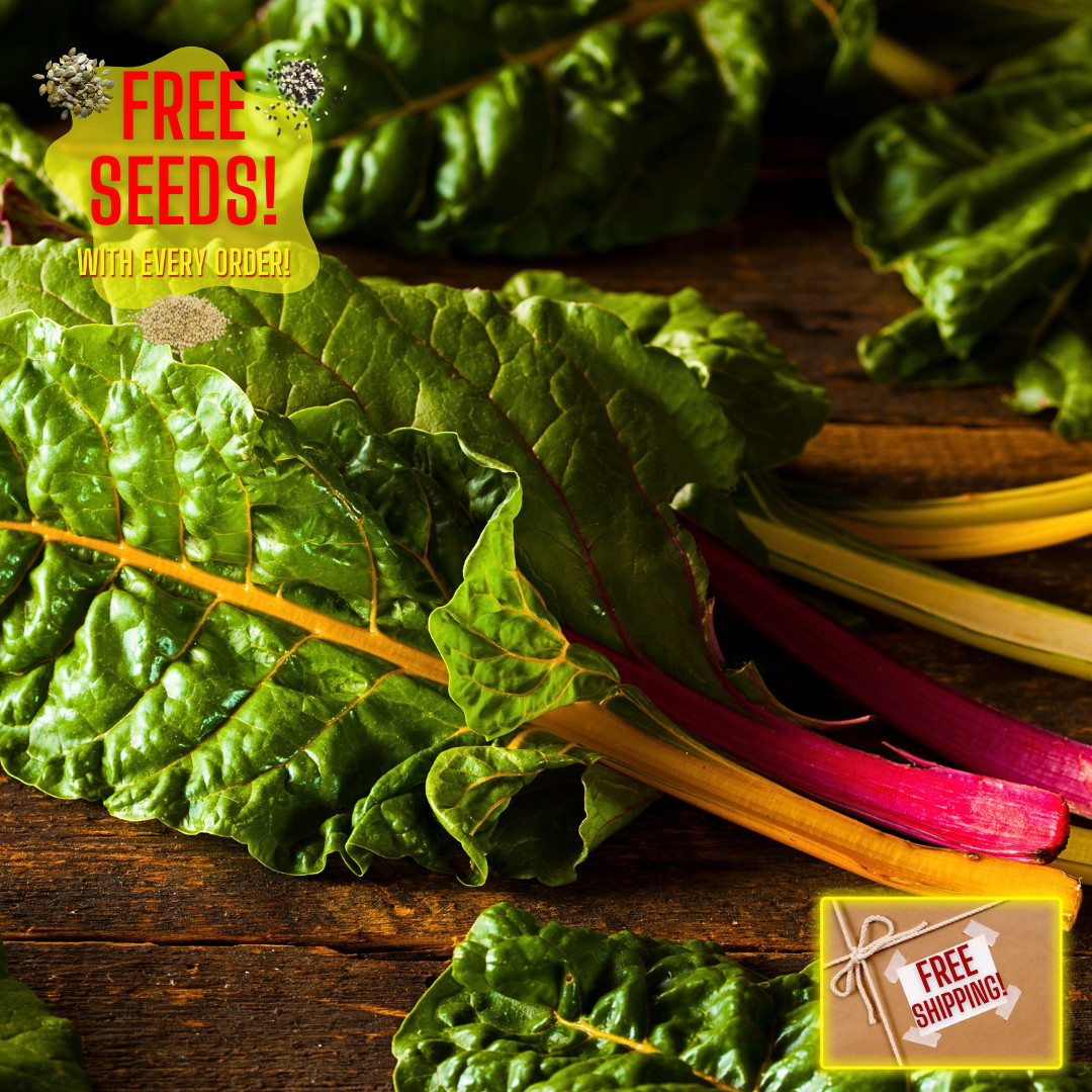 Fresh Premium Rainbow Swiss Chard Seeds | Heirloom Non-GMO | Vegetable Seeds