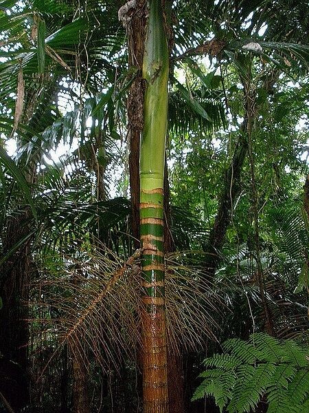 1 FT Tall : EX RARE : LIVE Prestoea Acuminata Sierra Palm Shade Rainforest Exoti
