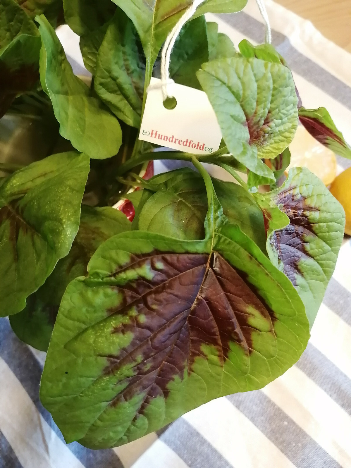 Red and Green Amaranth 1000 Vegetable Seeds Amaranthus Tricolor Non-GMO Calaloo