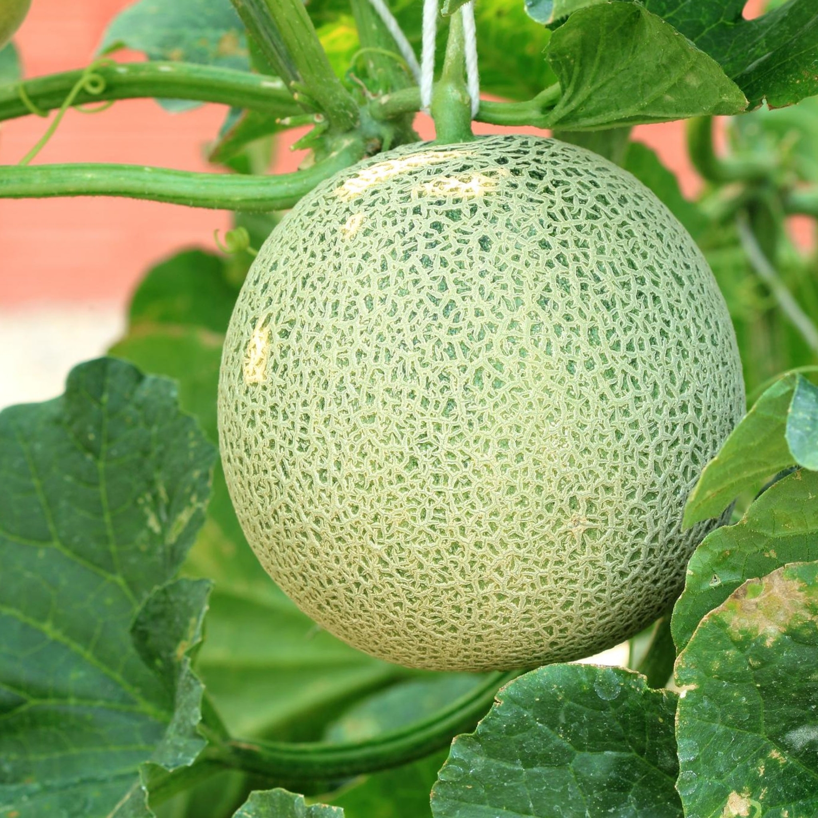 Hales Best Cantaloupe – Seeds – Non Gmo – Heirloom Seeds – Fruit Seeds