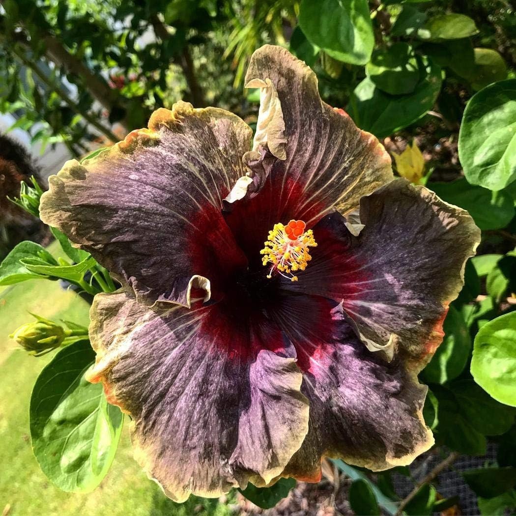 20PCS Rare Black Pink Purple Hibiscus Seeds”Black Rainbow” Giant Flower Tropi…