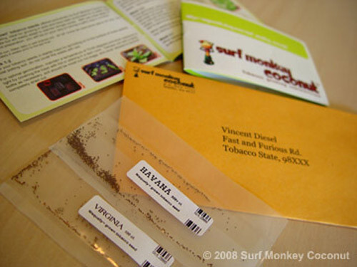 500 Virginia Tobacco seeds w/ FREE how to grow booklet! HEIRLOOM GRADE A+
