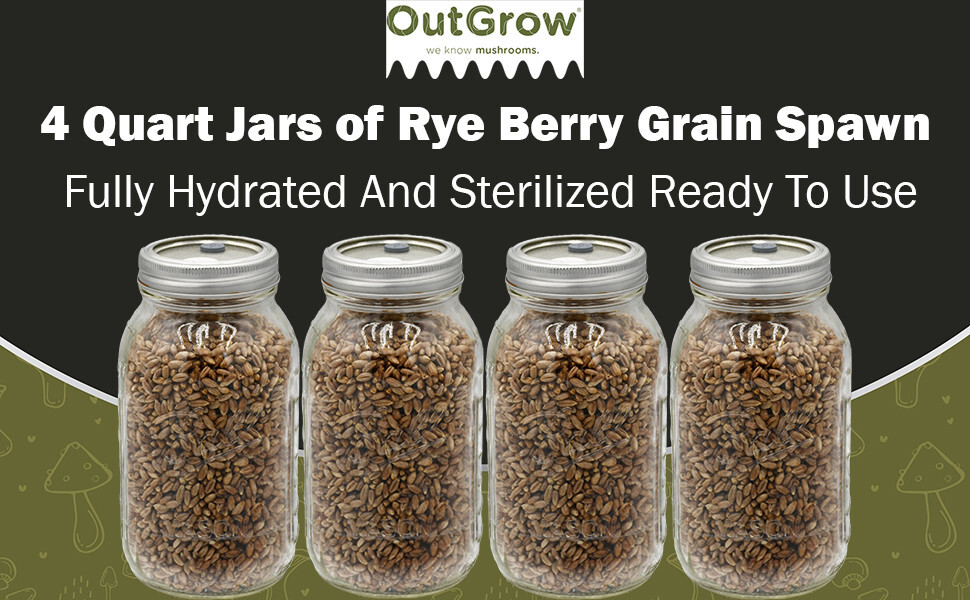 Sterilized Rye Grains for Mushroom Cultivation – Quart Jar with Injection Port