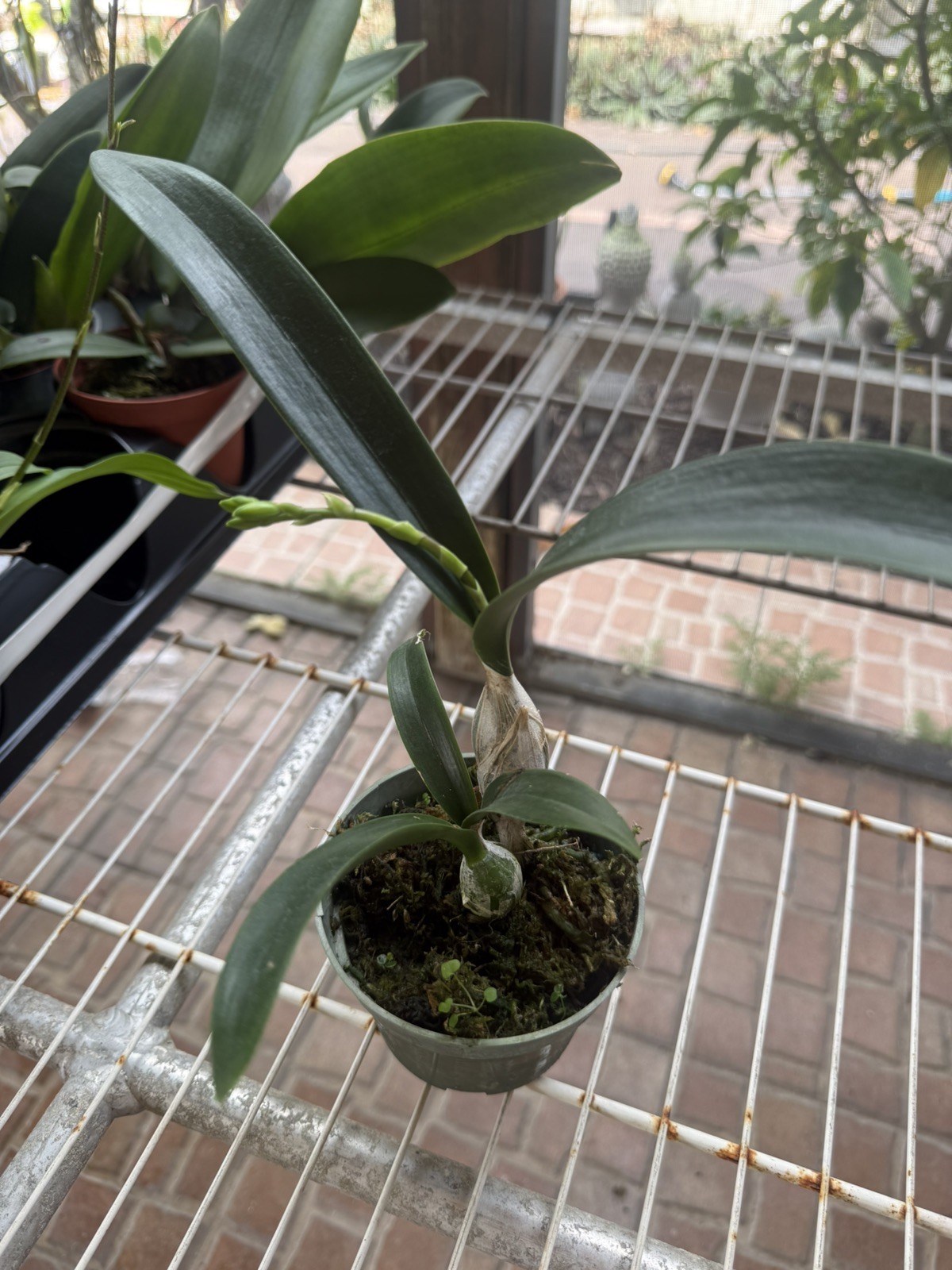 Epc. Kyoguchi ‘Happy Field’ x self | BS not in bloom | 3″ pot