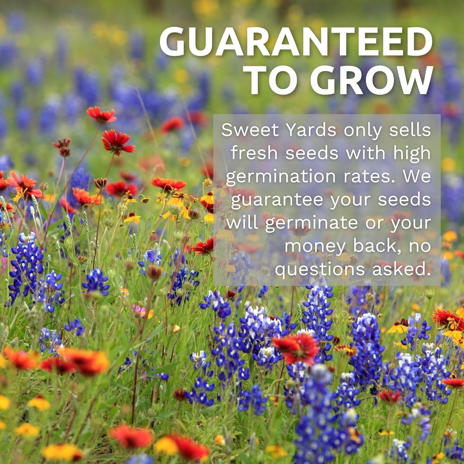 White Dutch Clover Seeds – Large 1 Ounce for Vibrant Gardens (40,000 Seeds)