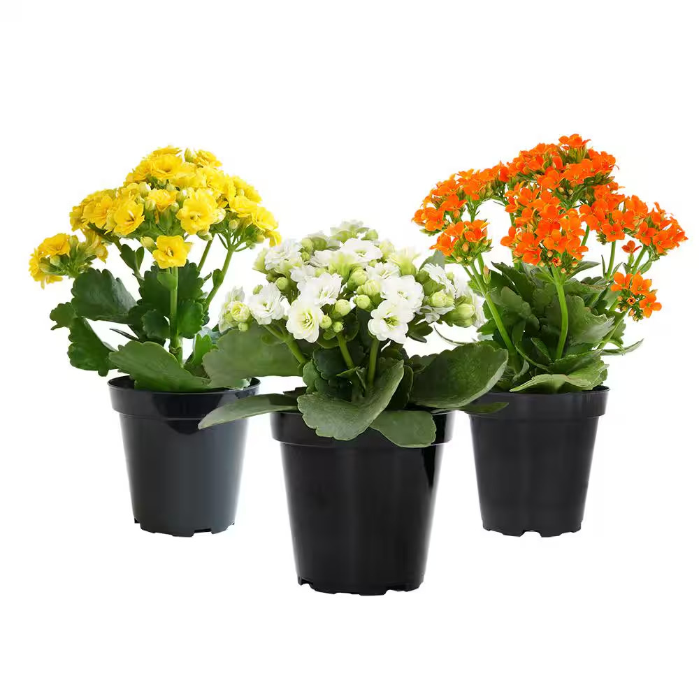 3-Pack 2.5 In. Kalanchoe Blossfeldiana Live Succulents in Assorted Colors in Gro