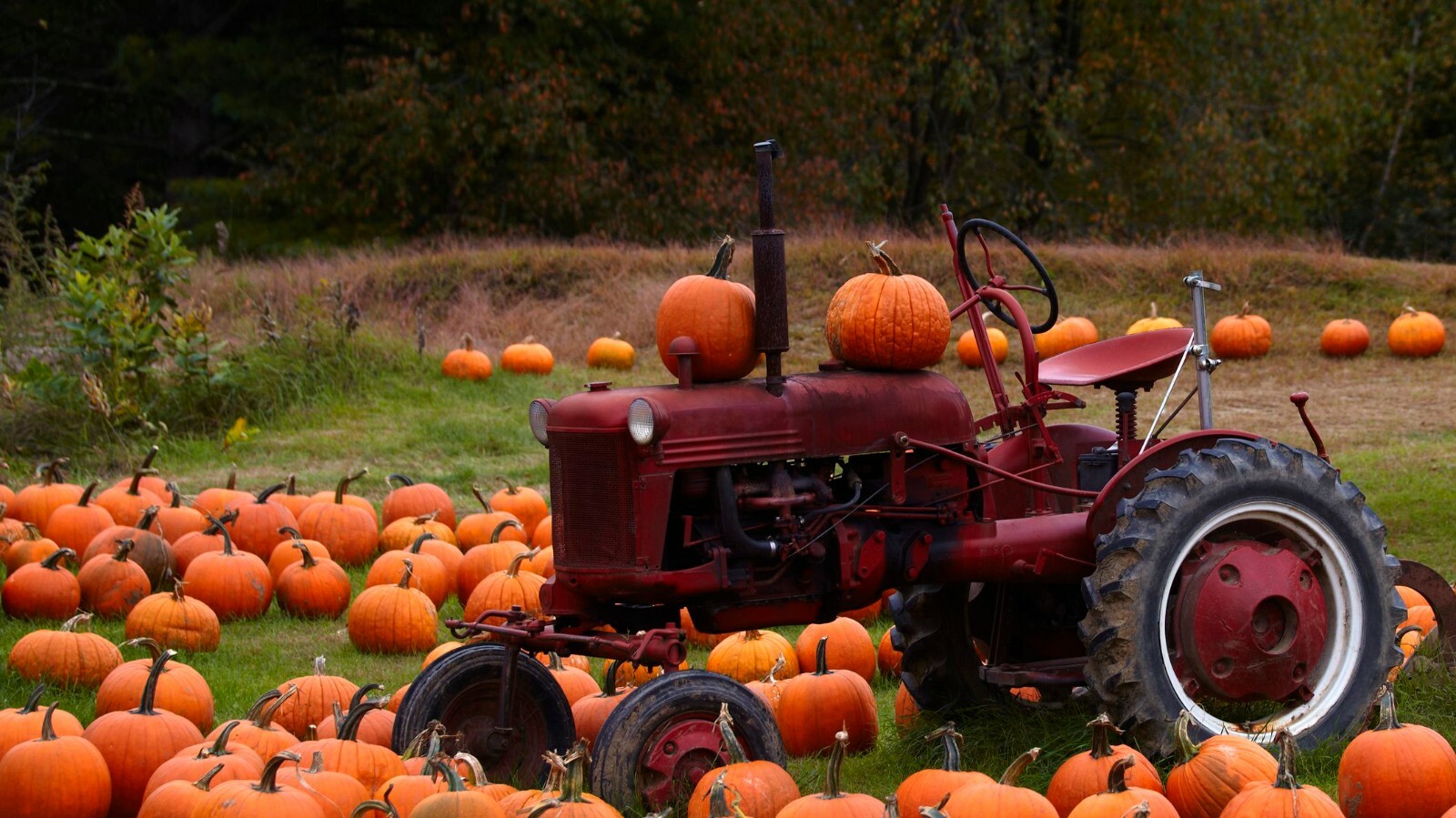 Connecticut Field Pumpkin Seeds, Traditional Pumpkin, Halloween, Pie, FREE SHIP