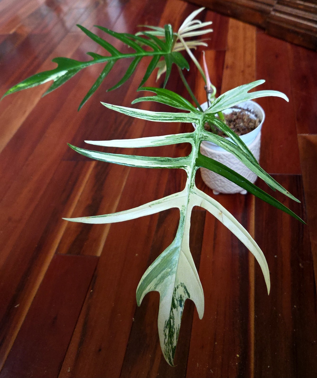 Rare Philodendron Florida Beauty X Tortum 21″ Wide Aroid Not Monstera Anthurium