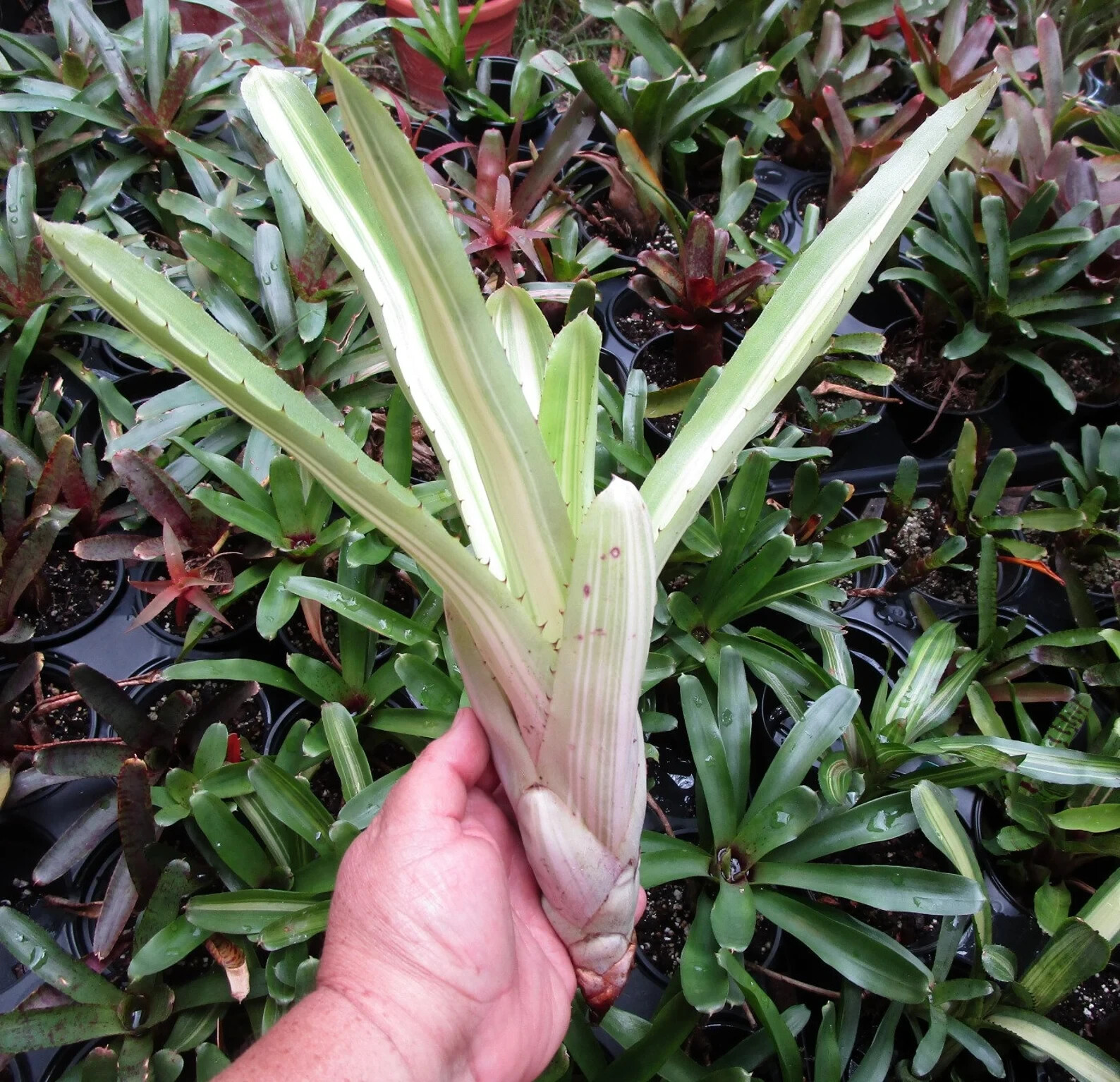 BUY 4 SAVE 15% BROMELIAD Aechmea AQUILEGA VARIEGATED Full Sun – Large Grower