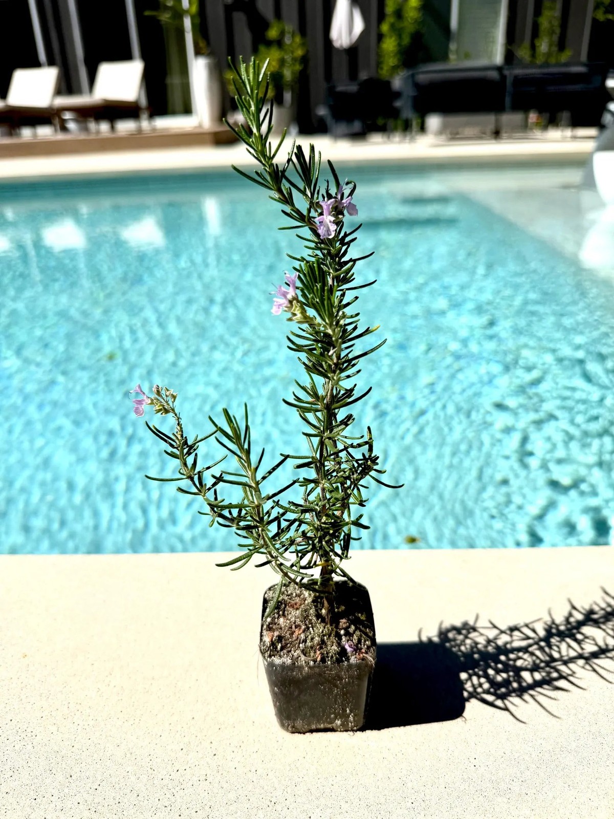 Pink Rosemary Majorca, 2 Inch Pot, Fragrant Culinary Herb Starter