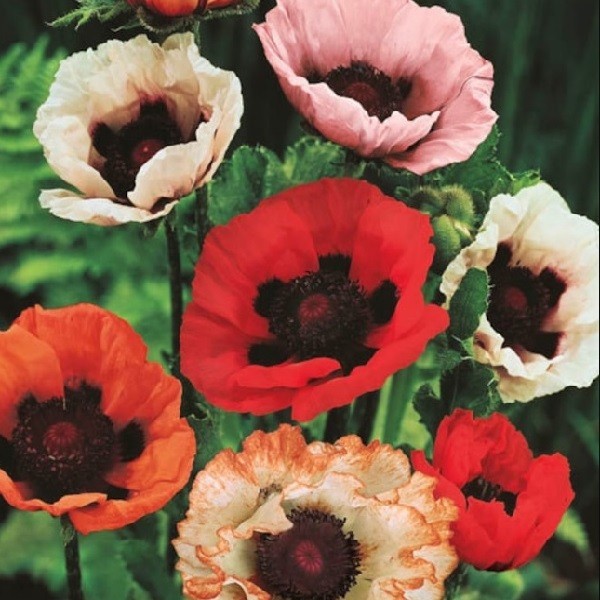 10,000+ Mixed Oriental Poppy Seeds – Perennial Organic Flower Mix – Giant Blooms