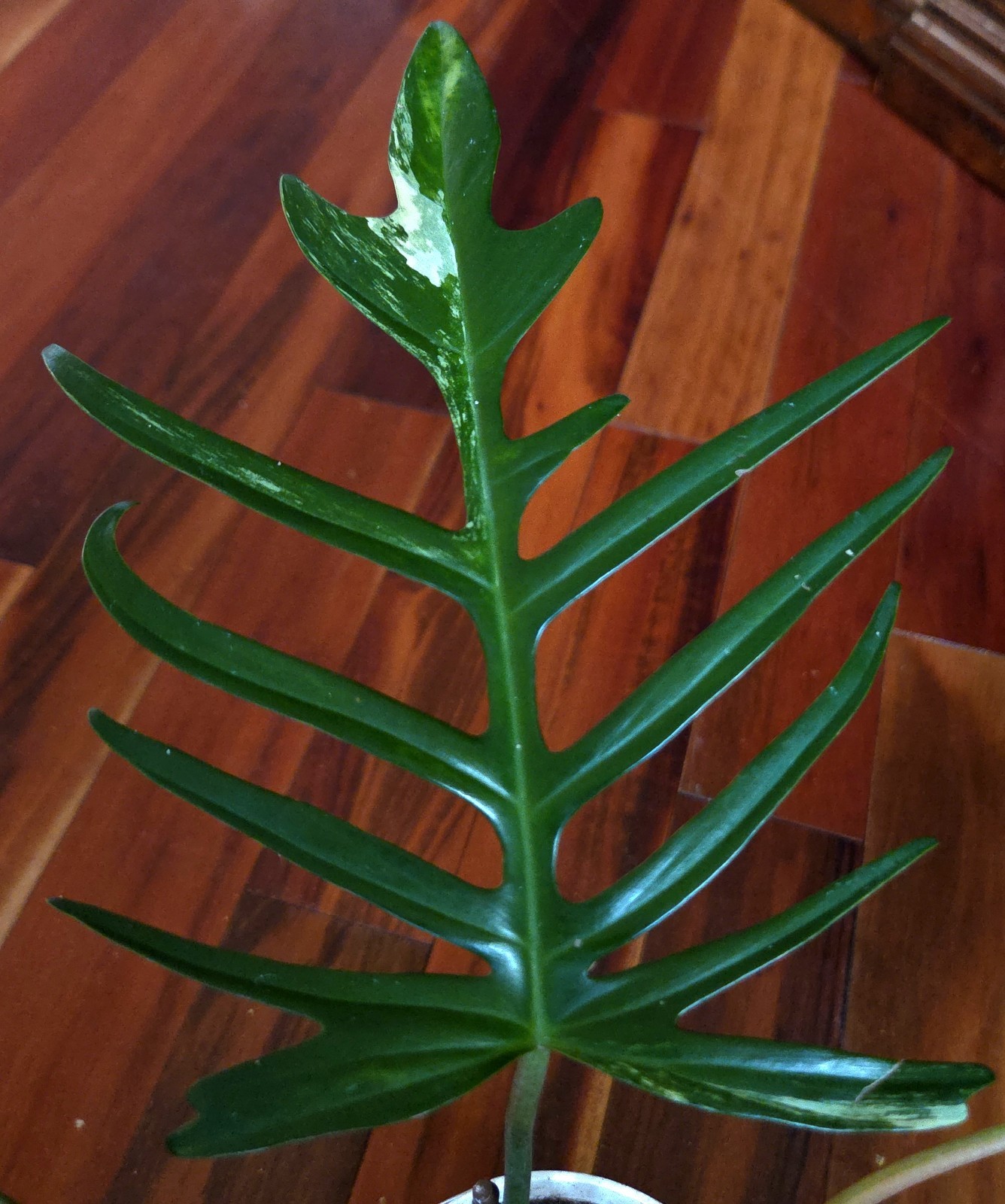 Rare Philodendron Florida Beauty X Tortum 21″ Wide Aroid Not Monstera Anthurium