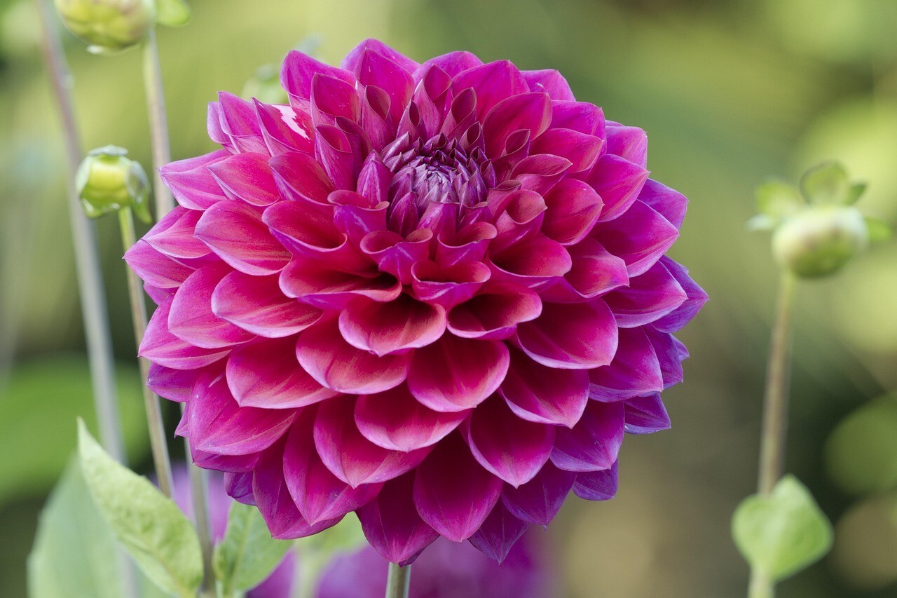 Special Perennial Dahlia Flower Seeds 5+PCS
