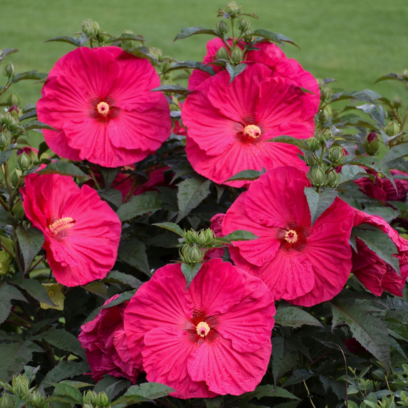 bush hibiscus SUMMER IN PARADISE flower hardy 2.5″ pot = 1 Live Potted Plant