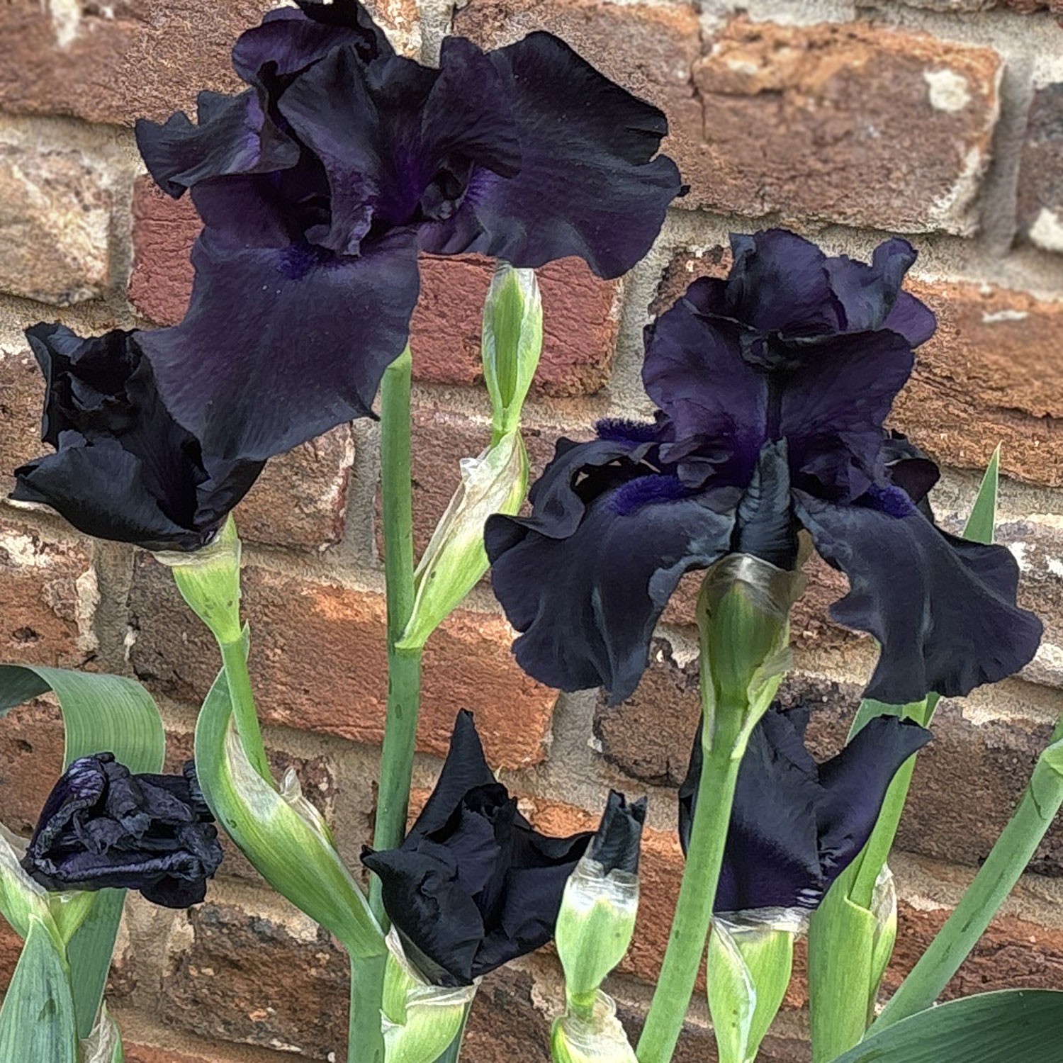 All Night Long Iris Plant Quart Pot | Fragrant Purple Black Flowers Perennial