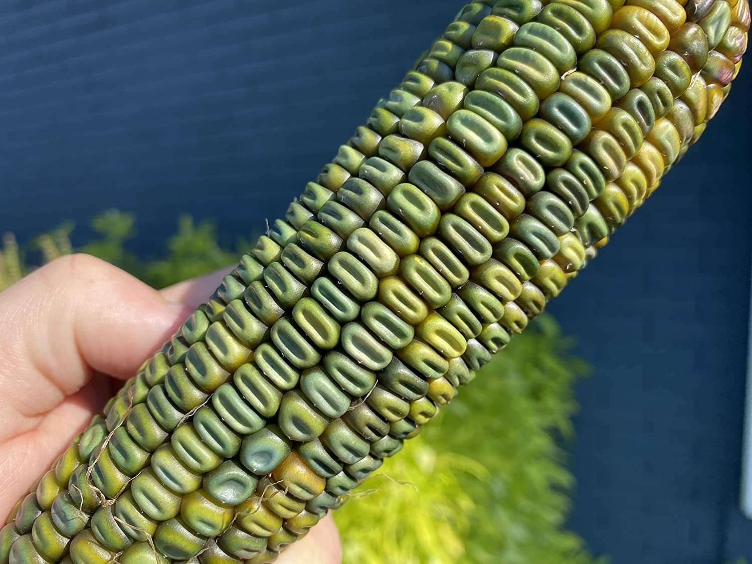 Oaxacan Green Dent Ornamental Corn Seeds | Blue Gold Glass Gem Popcorn Seed 2024