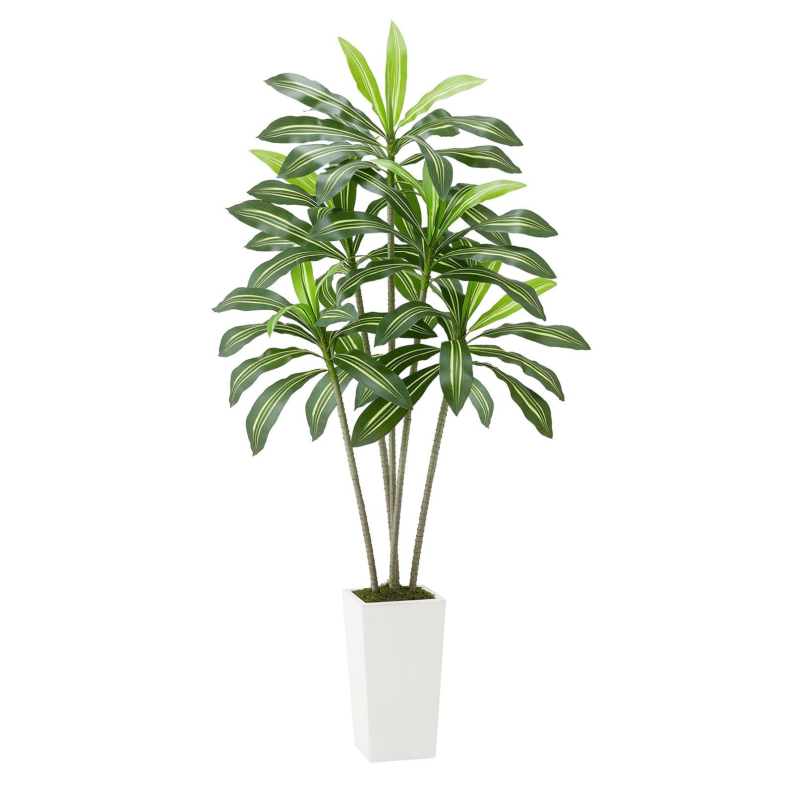6ft Artificial Dracaena Tree, Faux Palm in White Planter, Indoor Outdoor Floor