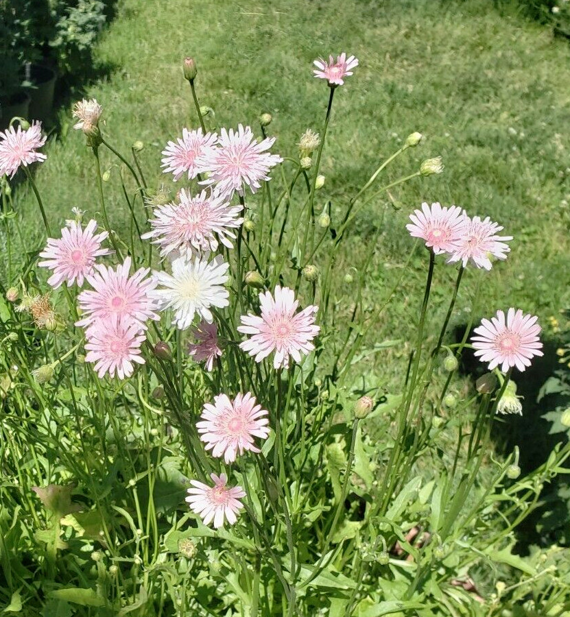 Pink Hawksbeard / Crepis Rubra Flower – 25 seeds, fast growing and bright pink!