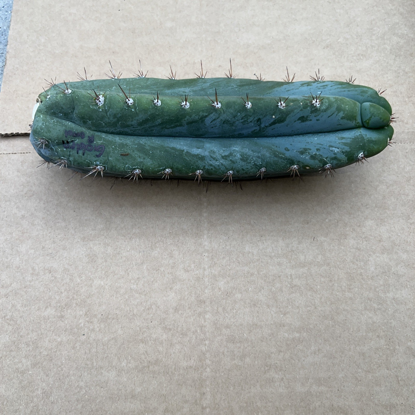 10 Inches Tricho: 🔥Golden Road Cutting Ready To Ship