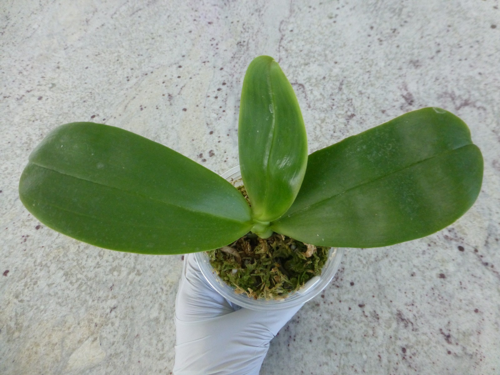 Phalaenopsis Phal. Orchid World ‘Bonnie Vasquez’ AM/AOS GM/12WOC In 3″ Pot