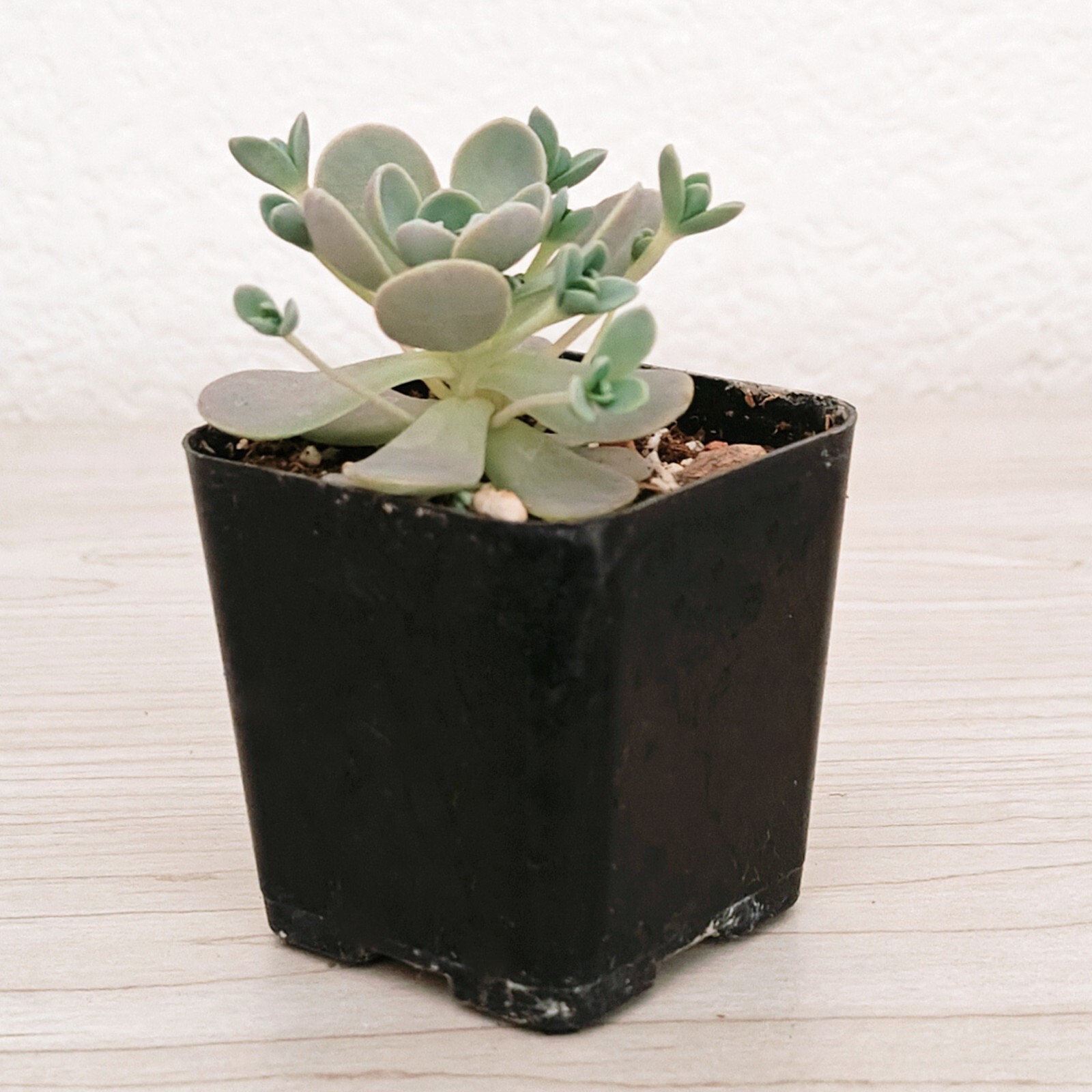 Succulent – Orostachys Malacophylla Iwarenge – Chinese Dunce Cap – In 2″ Pot