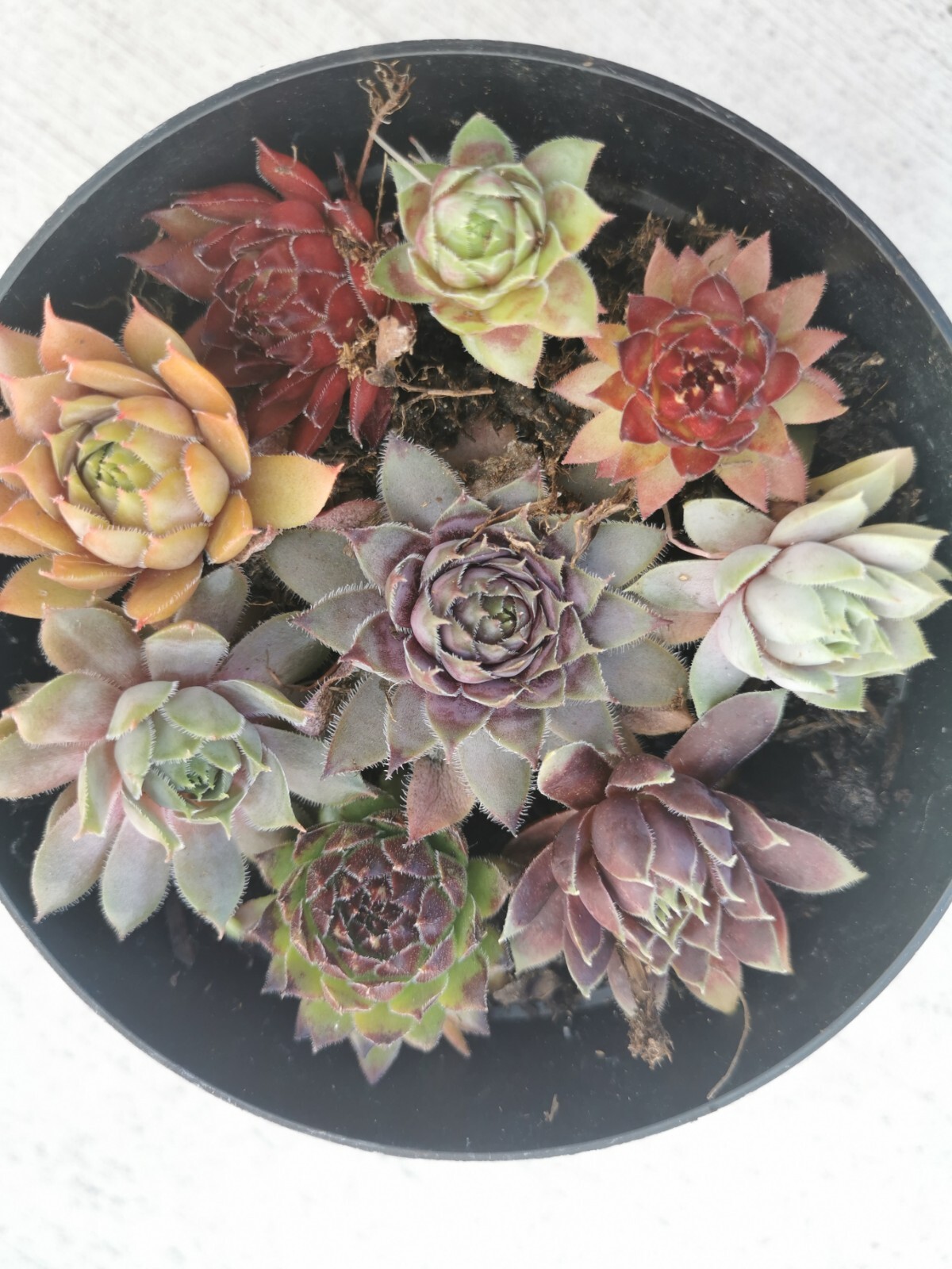 Succulents 9 varieties Hen and Chick Sempervivum Indoor Outdoor Cold Hardy