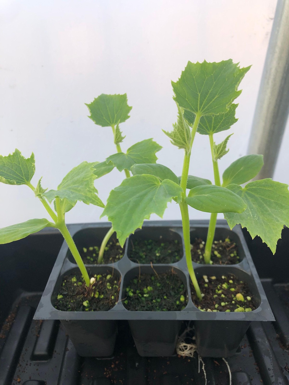 Cucumber Live Plant – Seedlings/Plugs and Plants – 3″- 12″ tall – 30-60+ days