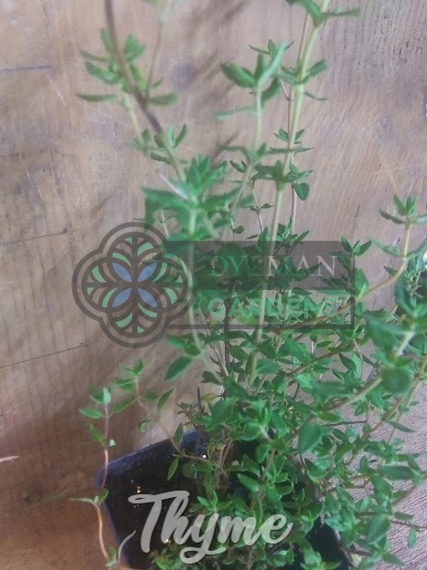 Common Garden Thyme Plant (Thymus vulgaris) Culinary Herb – Multiple Sizes