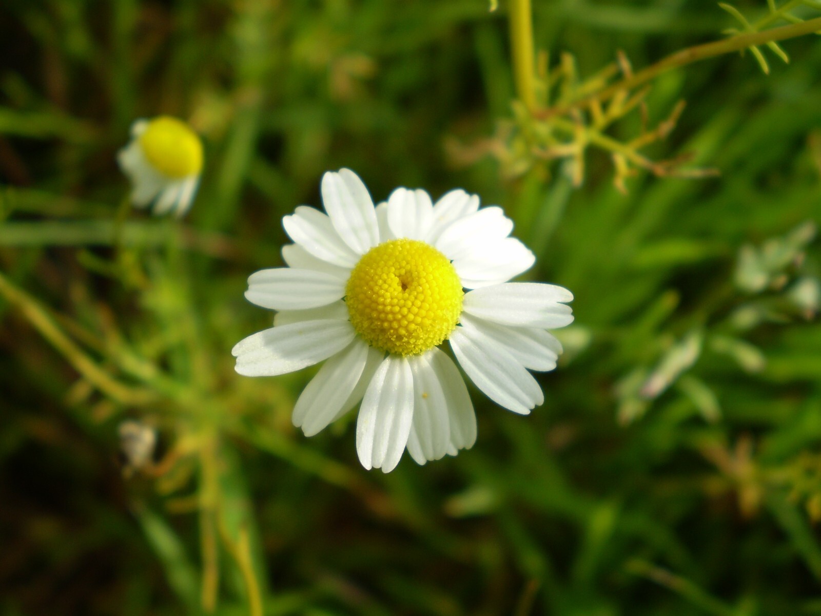 2000 German Chamomile Seeds – Matricaria recutita – Non-GMO Medicinal Herb