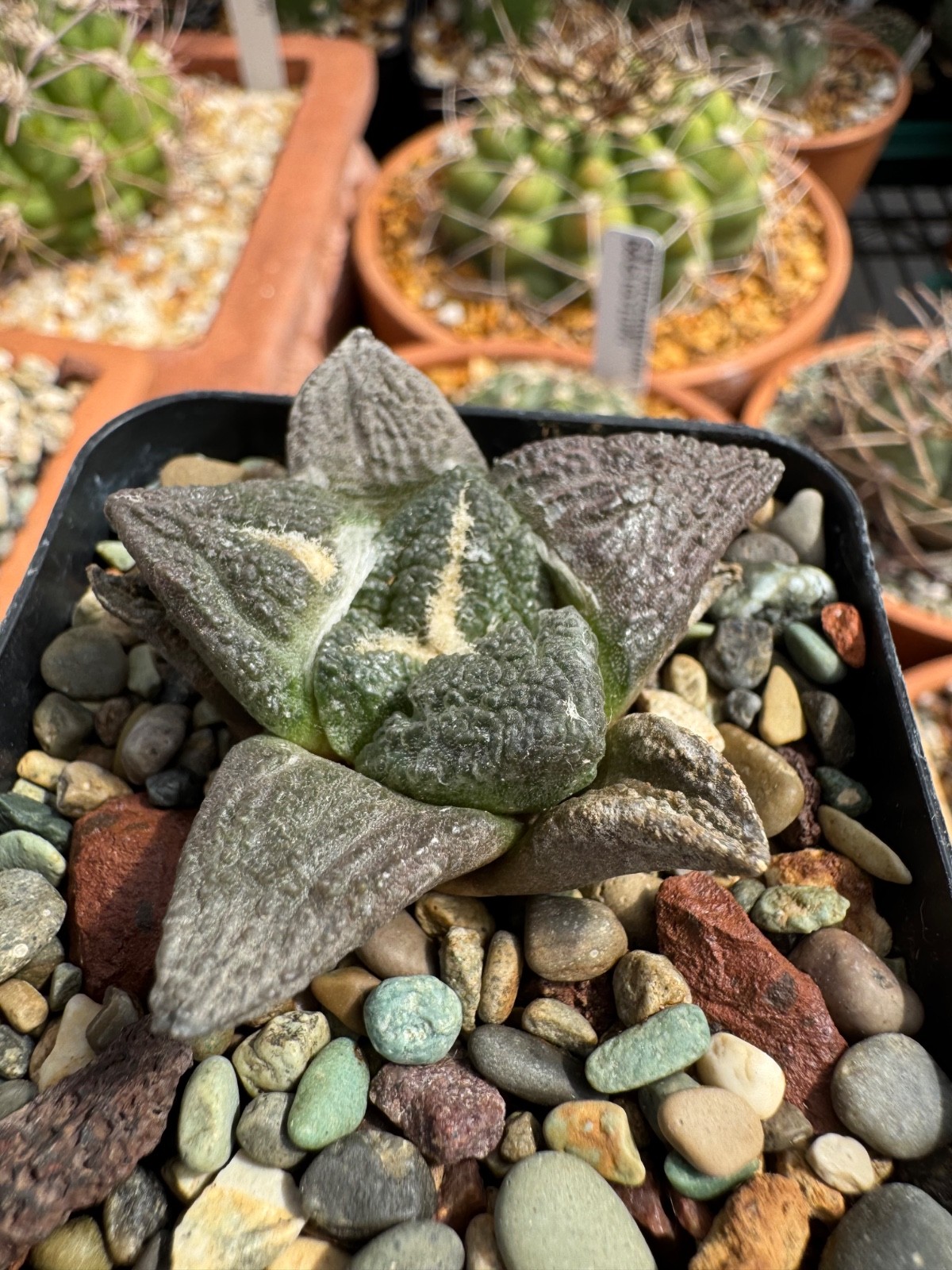 Ario fissuratus RS581A Seed grown Cactus Rare