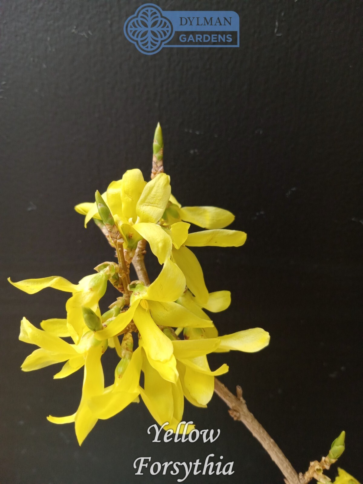 Forsythia Plant (Forsythia x intermedia) – Yellow Spring Blooms – Multiple Sizes