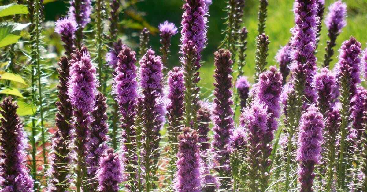 PURPLE BLAZING STAR BARE ROOT LIVE PLANTS PERENNIAL ‘Liatris spicata’ SET OF 2
