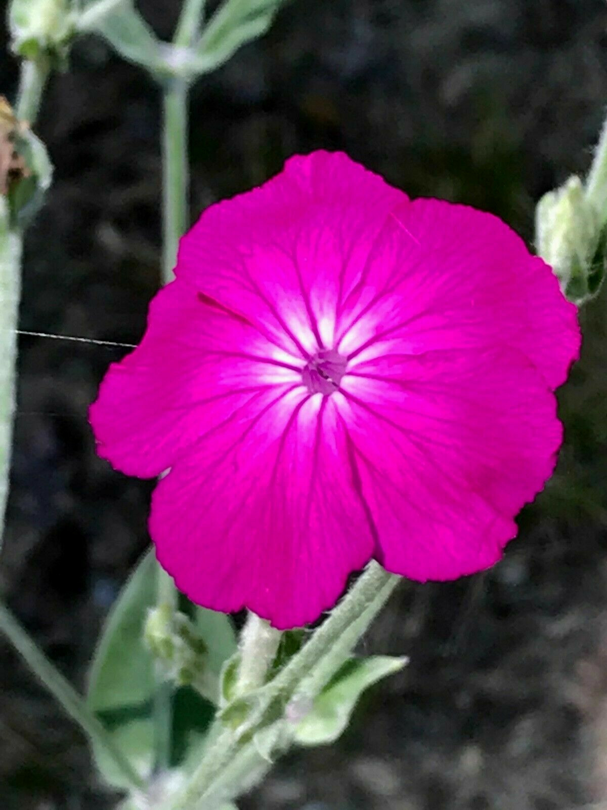 Purple-Rose Campion Perennial Vibrant Deep Color & Constant Flowering~120 Seeds