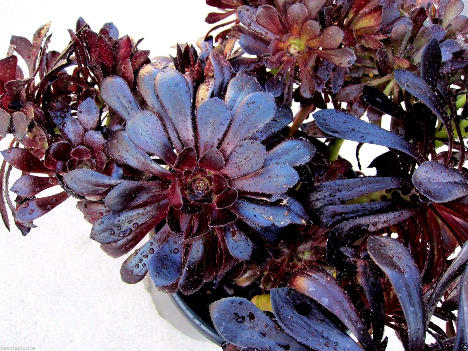 BLACK ROSE Deep Dark Purple Aeonium Succulent 2 cuttings