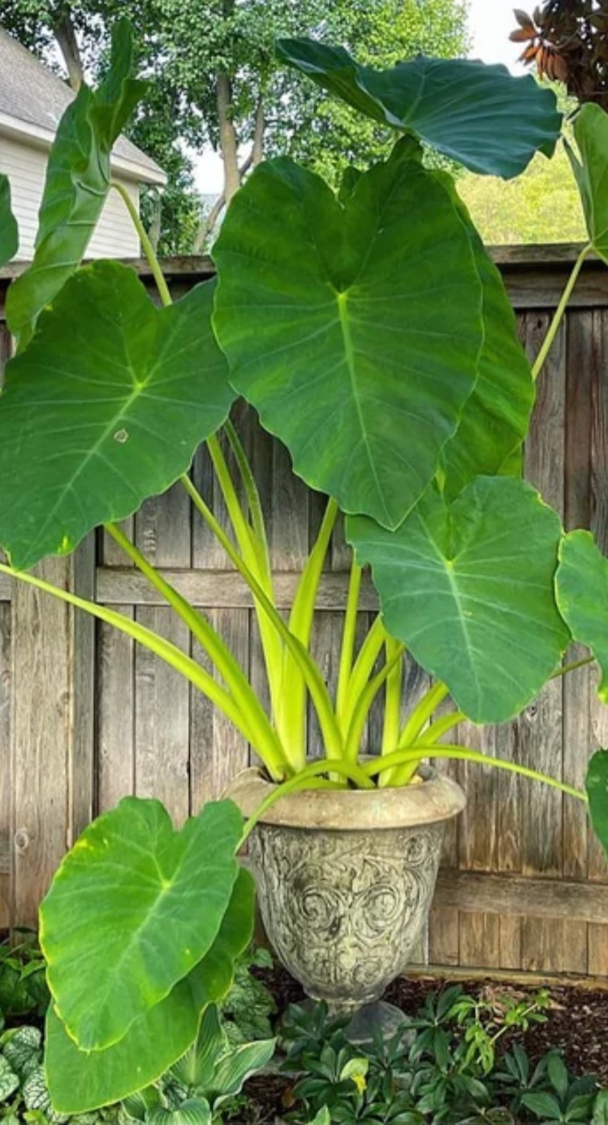 3 Elephant Ear Bulbs Colocasia Bulbs Live Ready To Plant Bulbs Medium Size