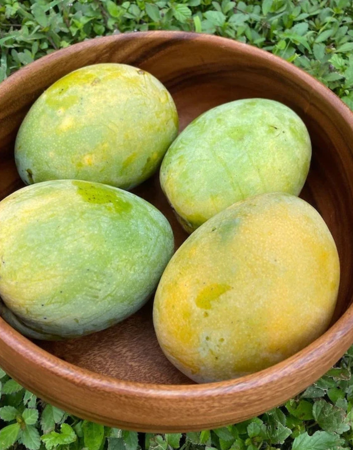 Live Grafted Kathy K3 Mango Tree – 3 Gal Pot – Tropical Fruit Tree – No Ship to