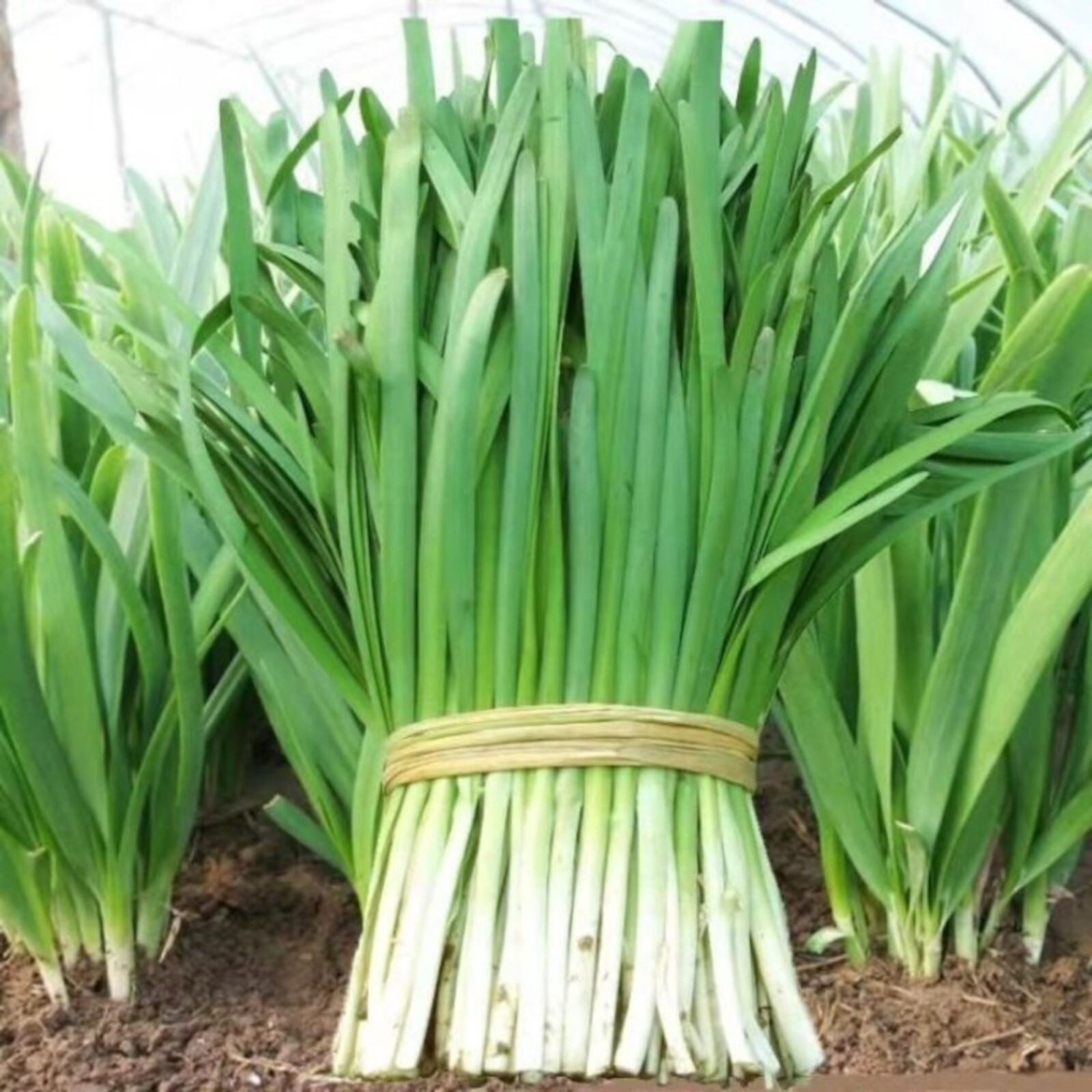 500 Garlic Chive Seeds for Planting – Heirloom, Non-GMO Chinese Chives Vegetable