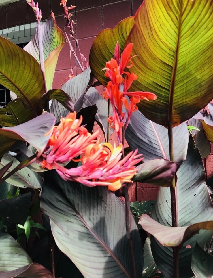 3 Canna Lily Bulbs Red Flowers Tall Plants Purple Bronze Leaf Large Rhizomes
