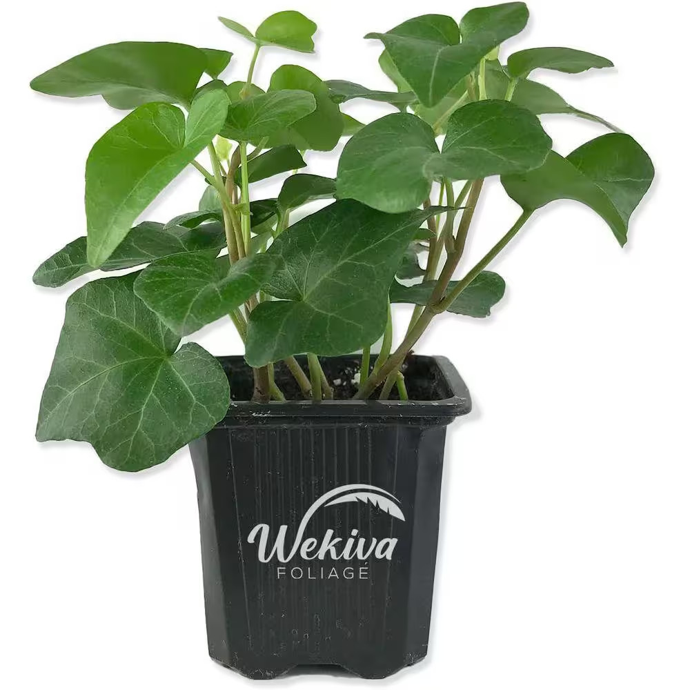Green English Ivy-4 Live Plants in 3 In. Pots-Hedera Helix-Beautiful Easy Care A