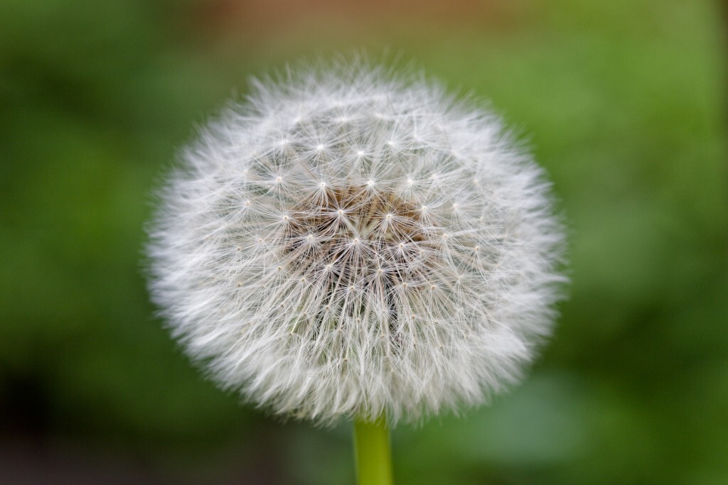 Dandelion Seeds (Taraxacum officinale), organic