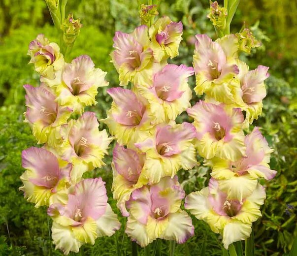 New (10) Mixed Colors Gladiolus Large.Flowering Small Bulbs, Check other items