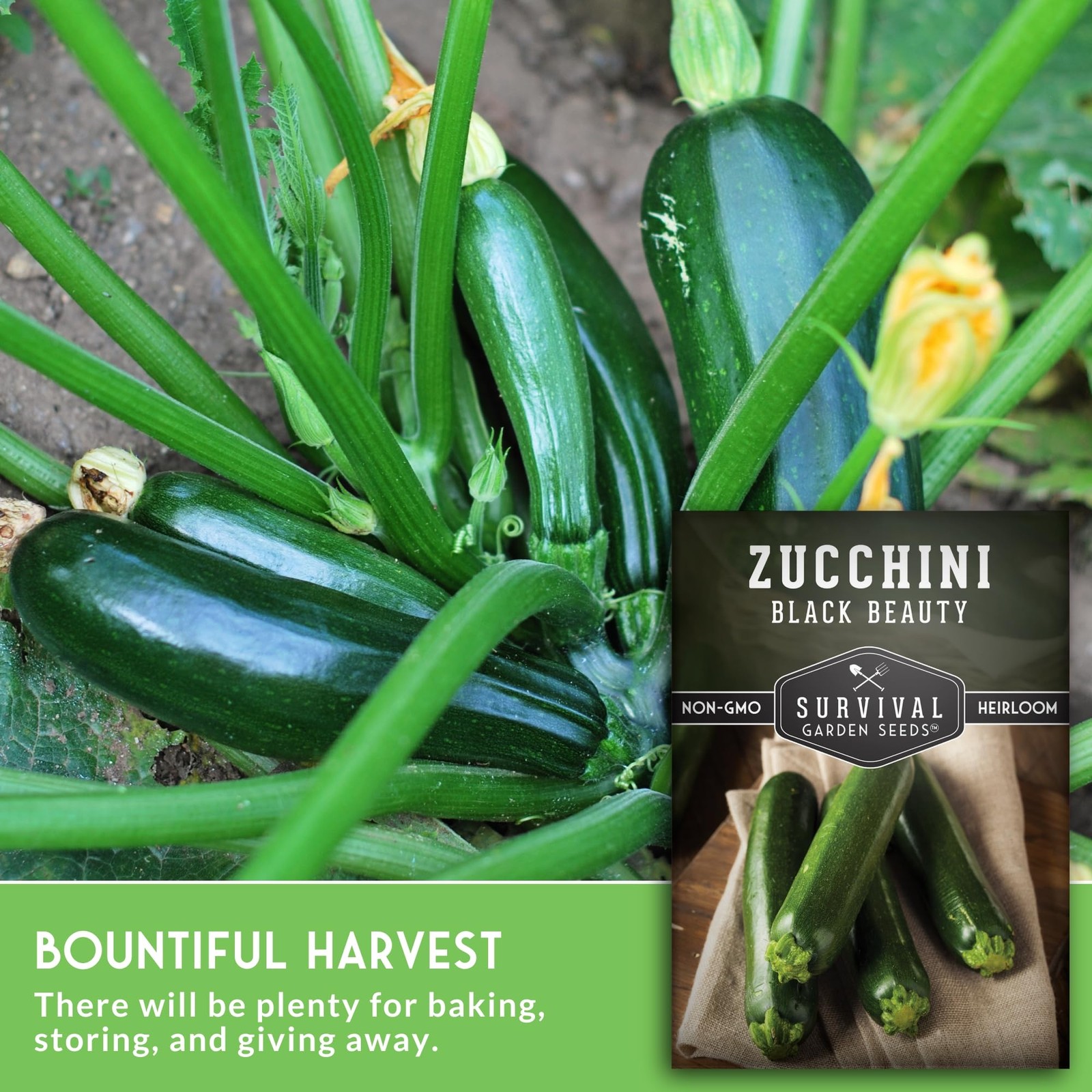 Black Beauty Zucchini Seeds for Planting – Heirloom Summer 1 pack, purple