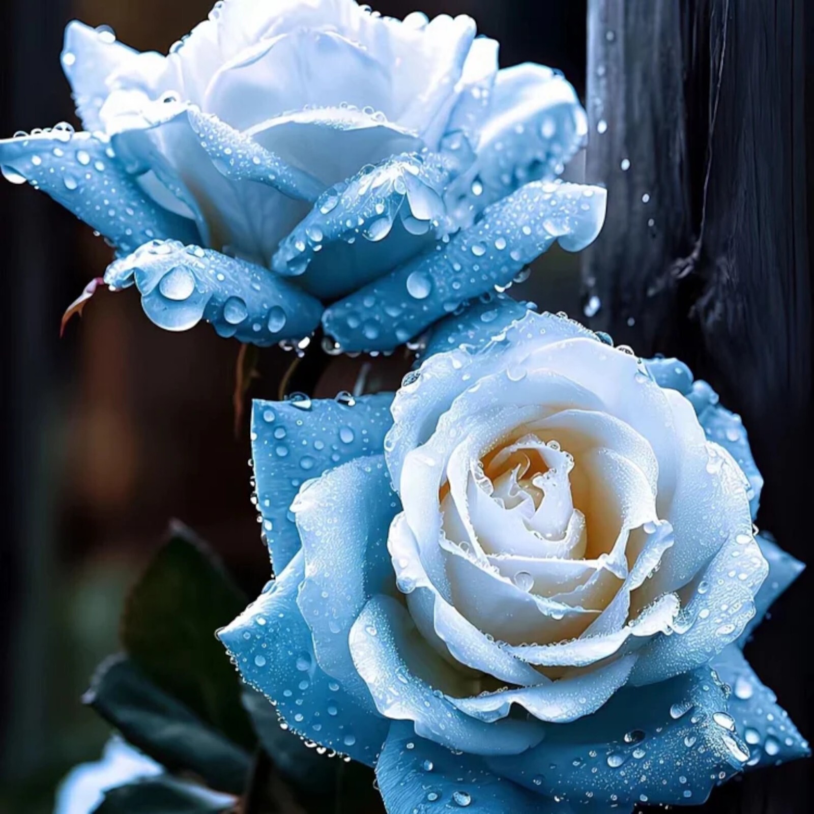 20pcs Broken Ice Blue Rose Seeds – Non-GMO Heirloom Variety