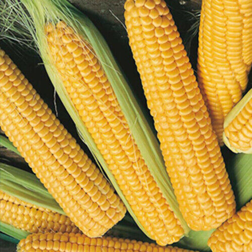 Scarborough Seeds Corn Early Sunglow 25 Seeds, Only 62 days!